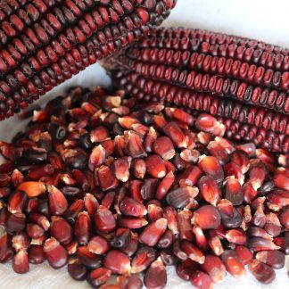 Bloody butcher seed corn picture