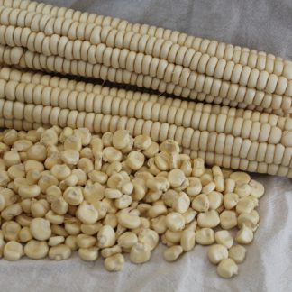 Cherokee white seed corn picture