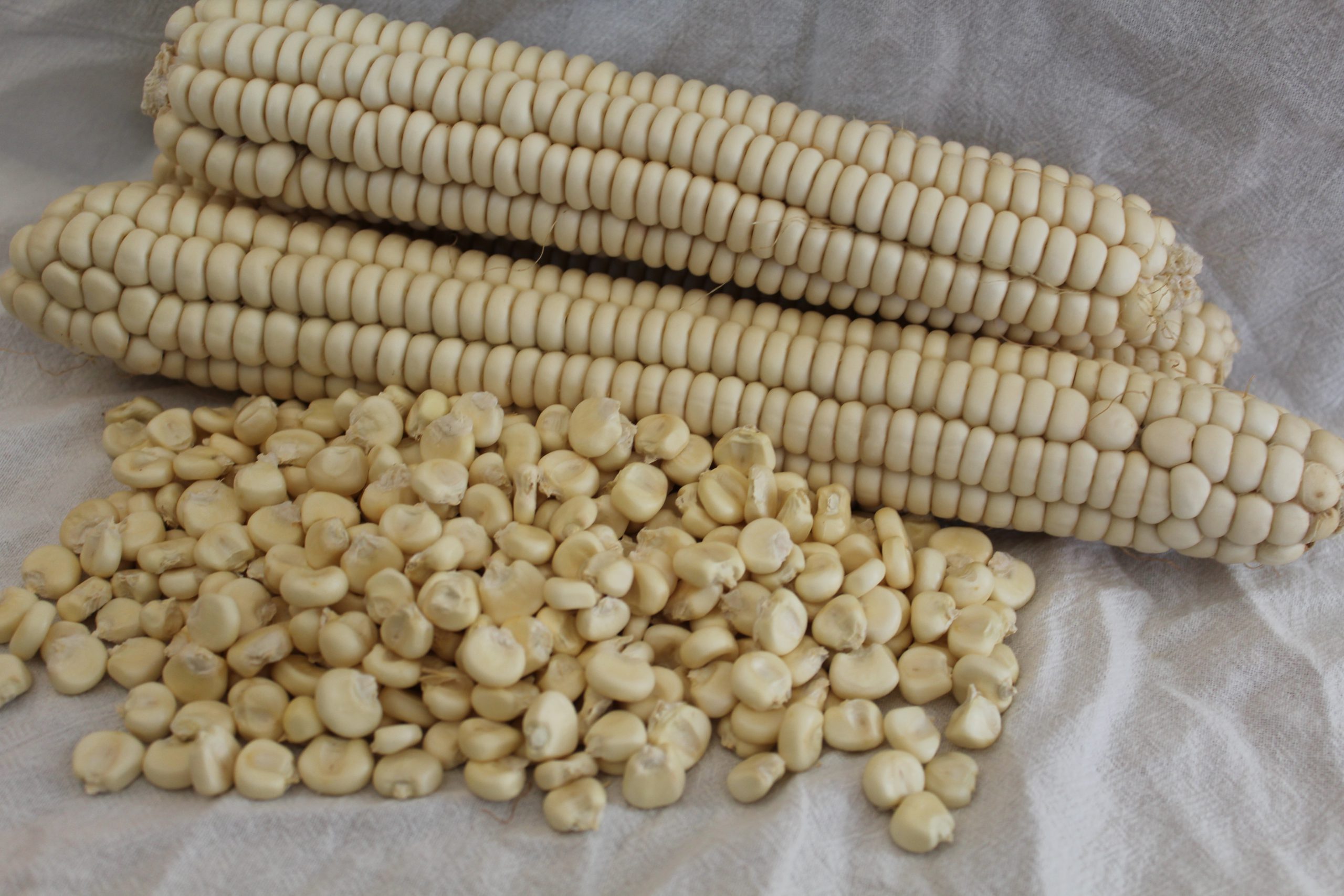 Heirloom White Cherokee Seed Corn - The Farm Stand