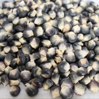 Blue Hopi Seed corn picture
