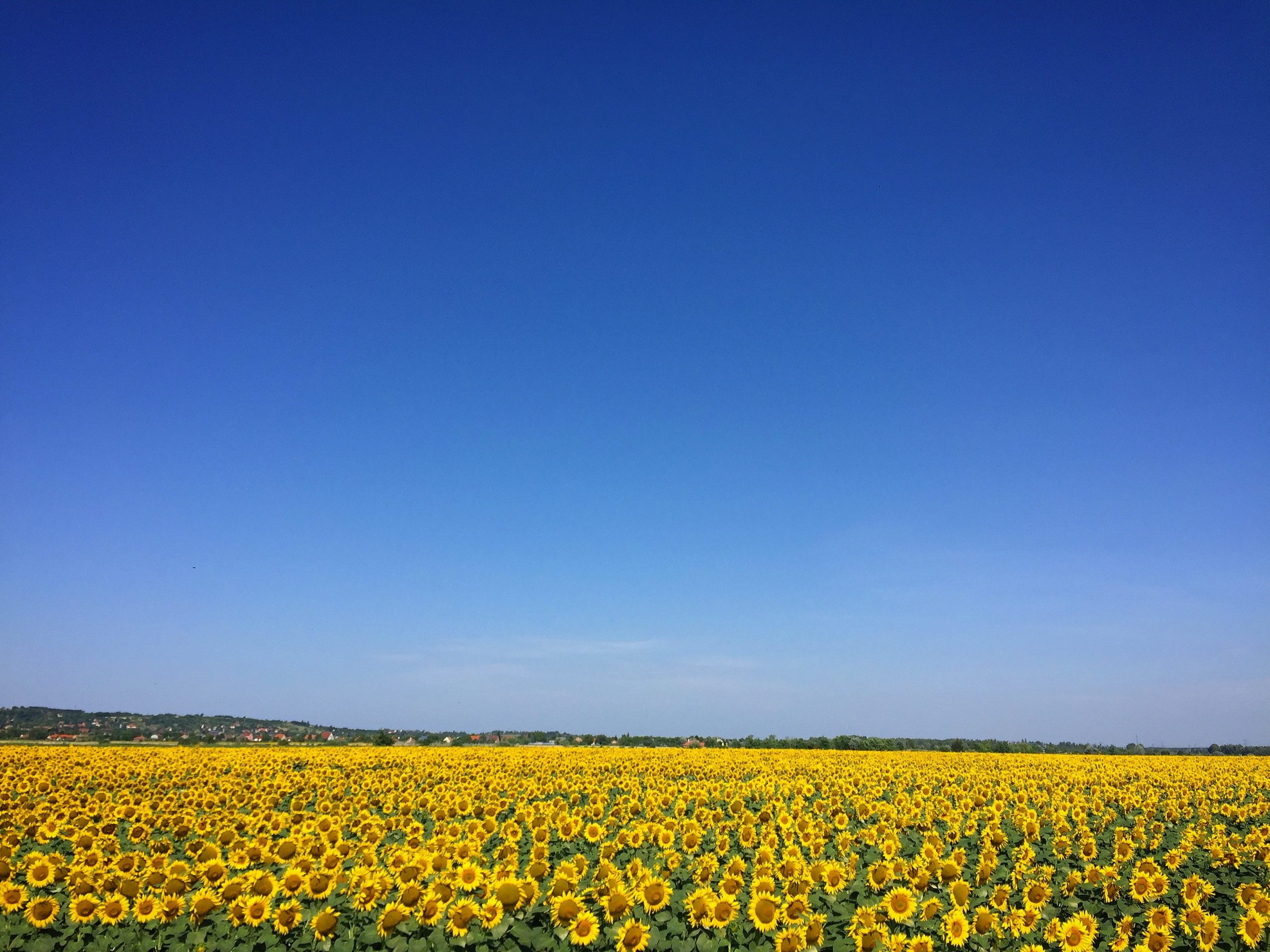 Sunflower Field under a blue sky