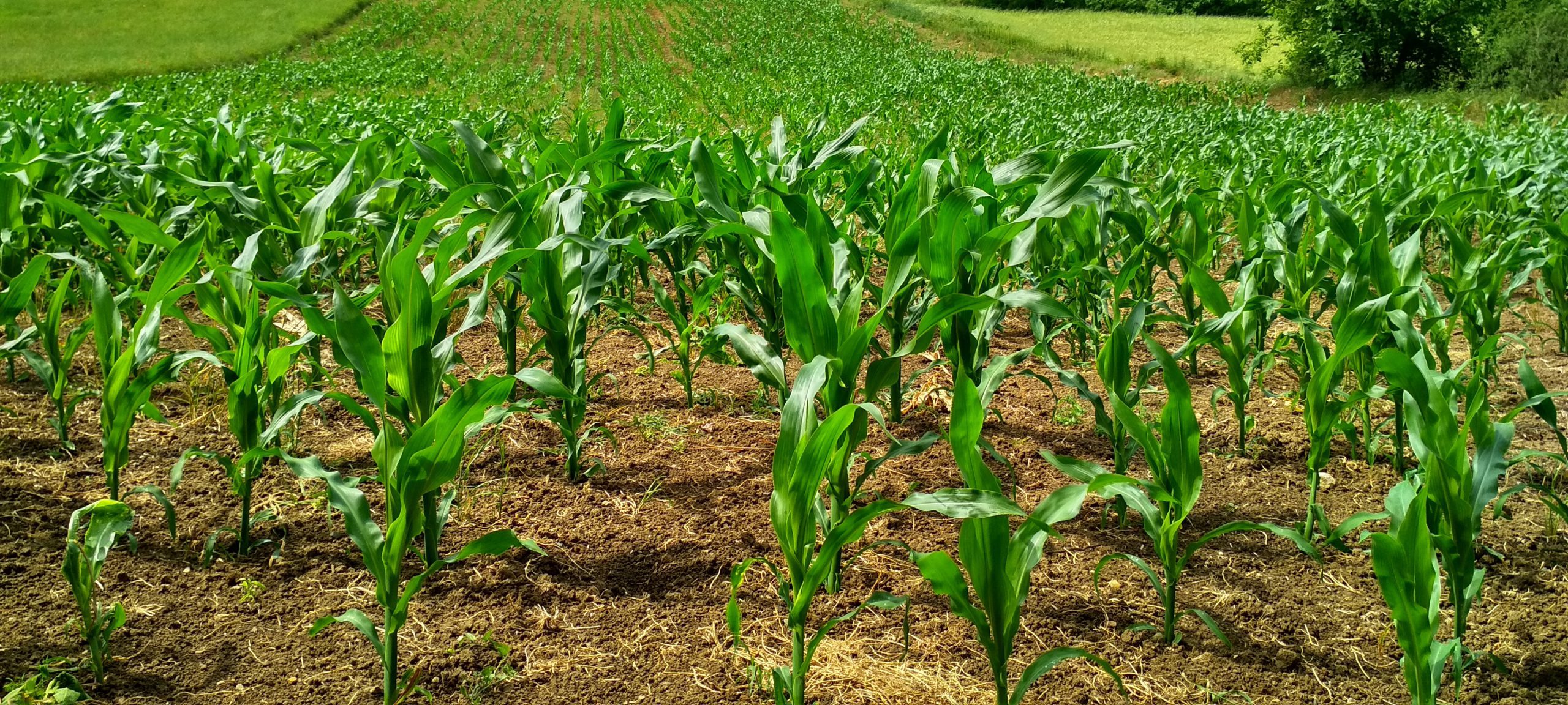 Young Corn Plants in a Field